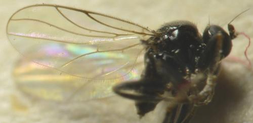 Drapetis infitialis